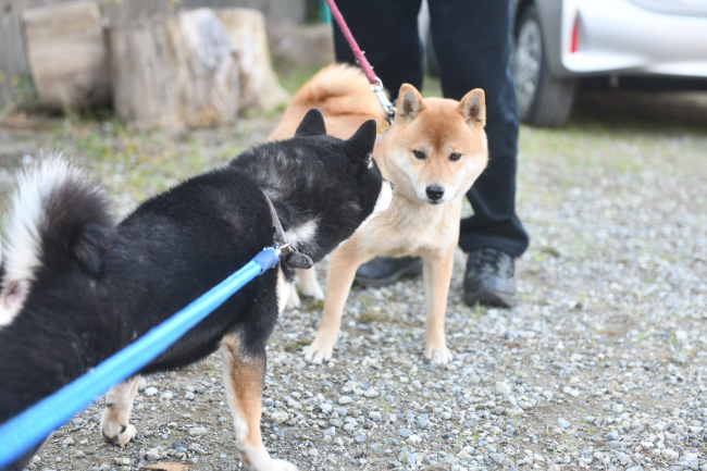 お父さんの黒柴二郎君と娘のはるちゃん