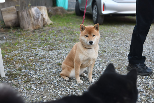 お父さんの黒柴二郎君と娘のはるちゃん
