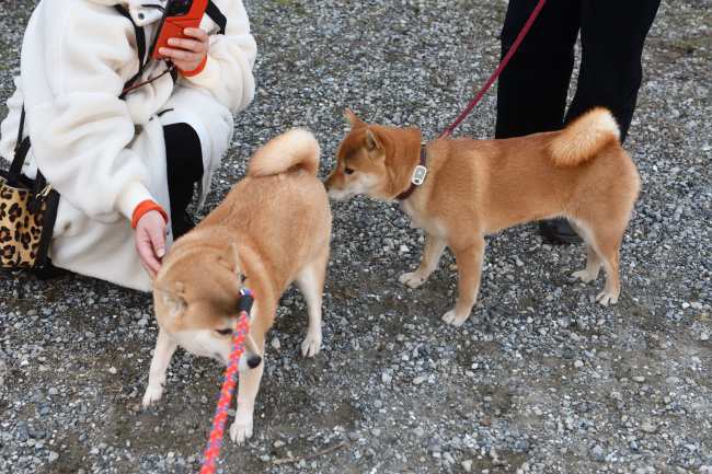 お母さんの紅里とはるちゃんの再会