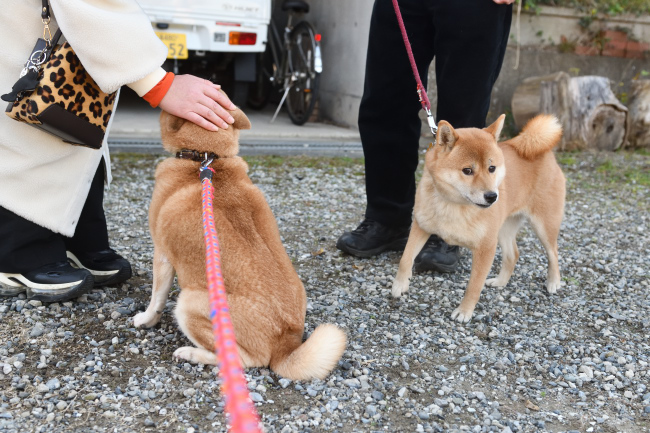 お母さんの紅里とはるちゃんの再会