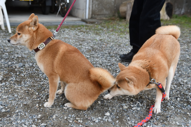 娘のお尻の匂いを嗅ぐ紅里