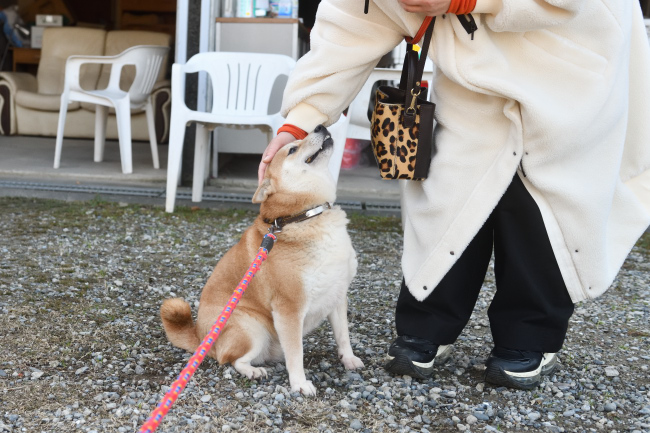飼い主様に挨拶する紅里