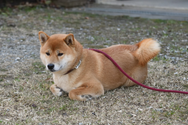 焼きもちを焼き過ぎて離れた柴犬はるちゃん