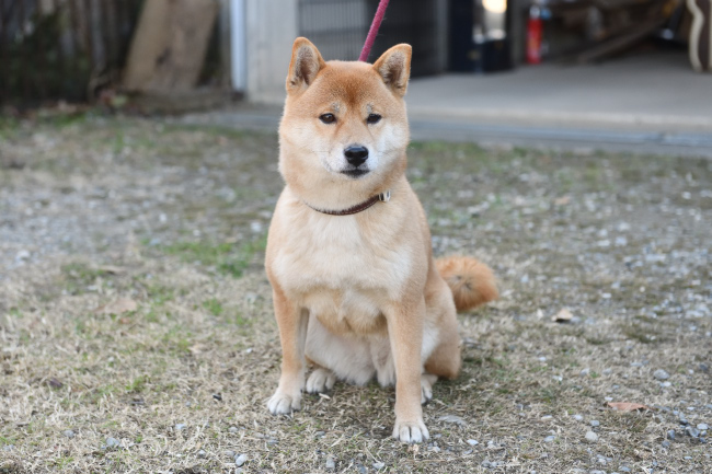 赤柴はるちゃんの写真