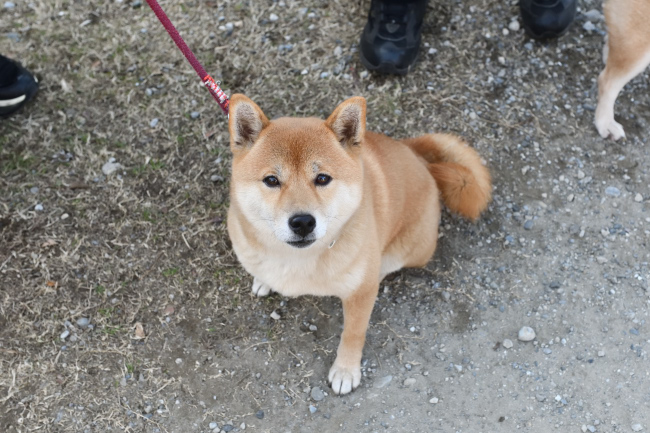 赤柴はるちゃんの写真