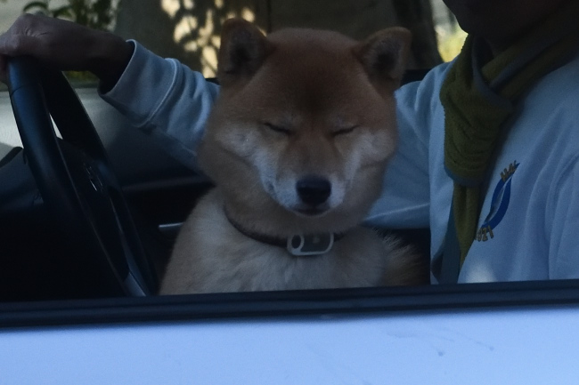 車中でホッとするはるちゃん