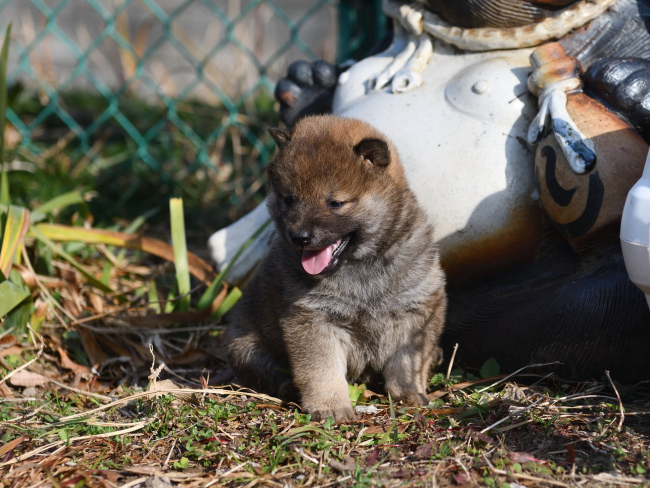 外遊びを楽しむ柴犬の子犬たち