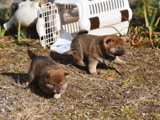 外遊びを楽しむ柴犬の子犬たち