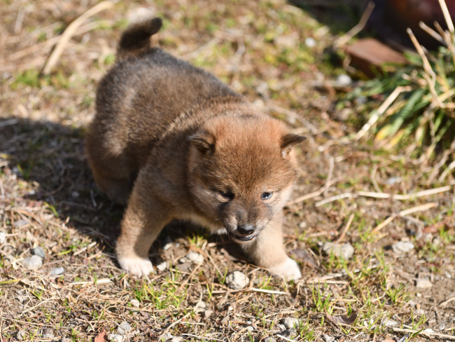 外遊びを楽しむ柴犬の子犬たち