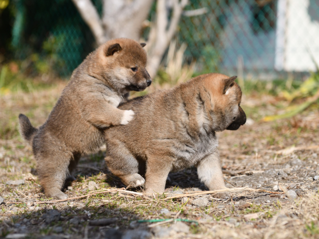 外遊びを楽しむ柴犬の子犬たち
