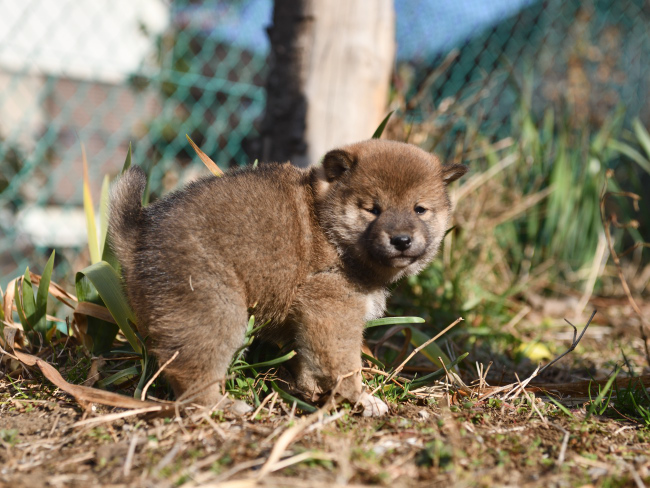 外遊びを楽しむ柴犬の子犬たち
