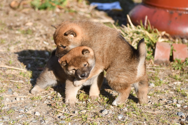 可愛い柴犬の子犬たち