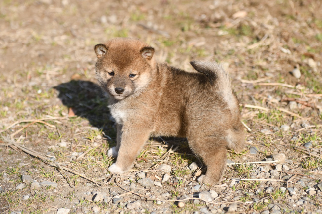 可愛い柴犬の子犬たち