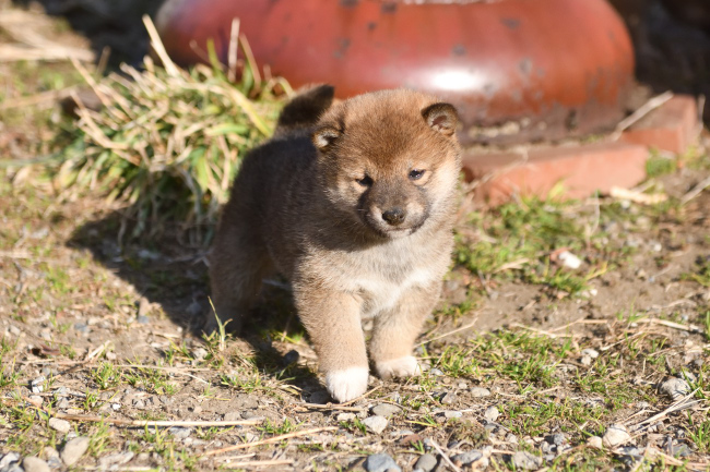 可愛い柴犬の子犬たち