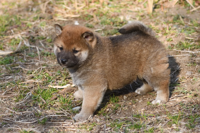 可愛い柴犬の子犬たち