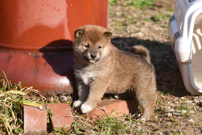 可愛い柴犬の子犬たち