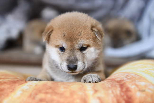 販売予定の赤柴メスの子犬1