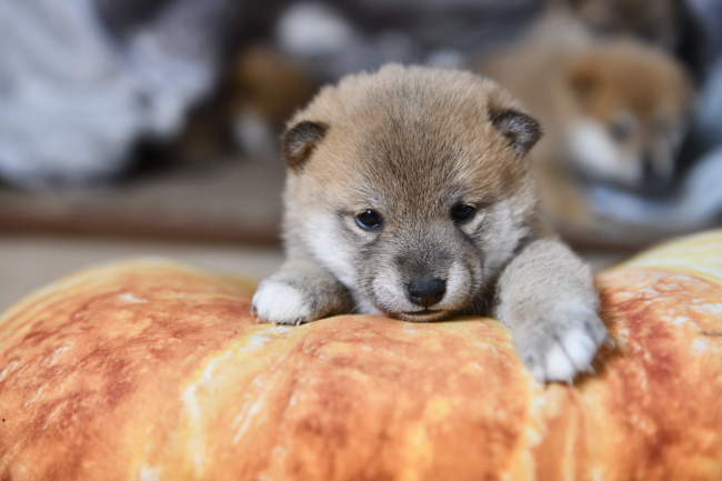販売予定の赤柴メスの子犬3