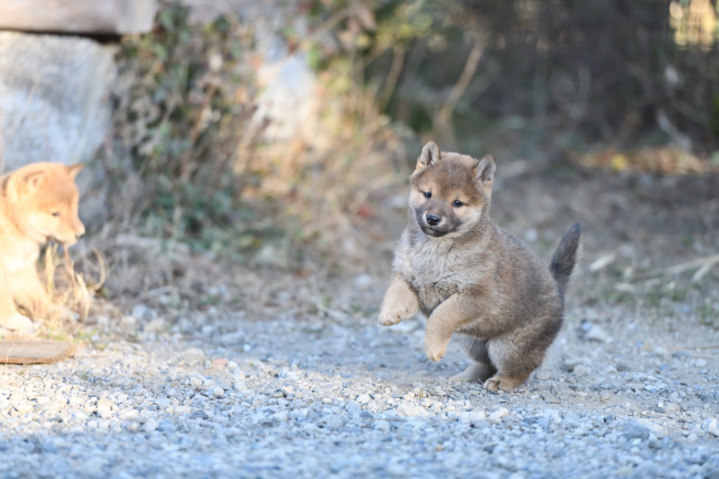 オスの柴犬の子犬