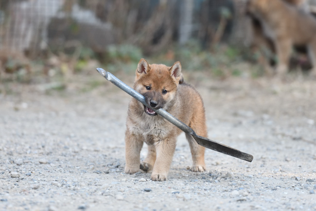 オスの柴犬の子犬