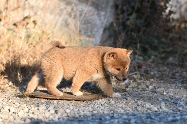 メスの柴犬の子犬