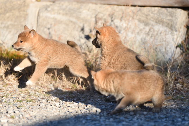 3匹の柴犬の子犬
