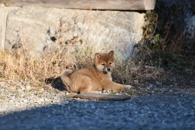 メスの柴犬の子犬