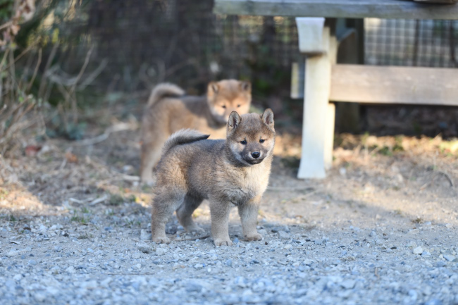 オスの柴犬の子犬