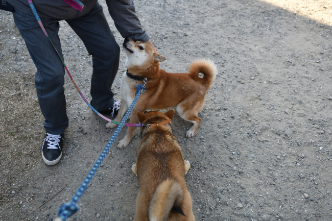 父親の柴犬菊次郎くんとメイちゃんの再会
