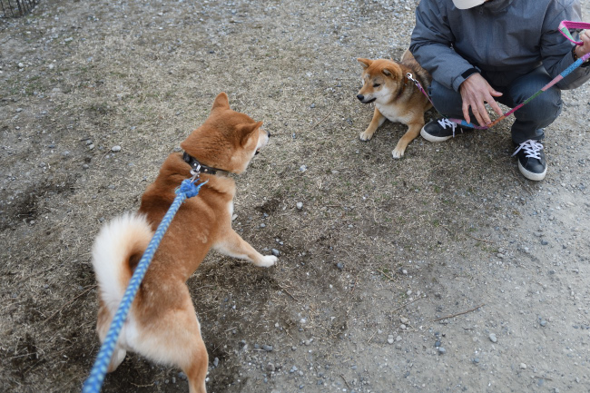 父親の柴犬菊次郎くんとメイちゃんの再会