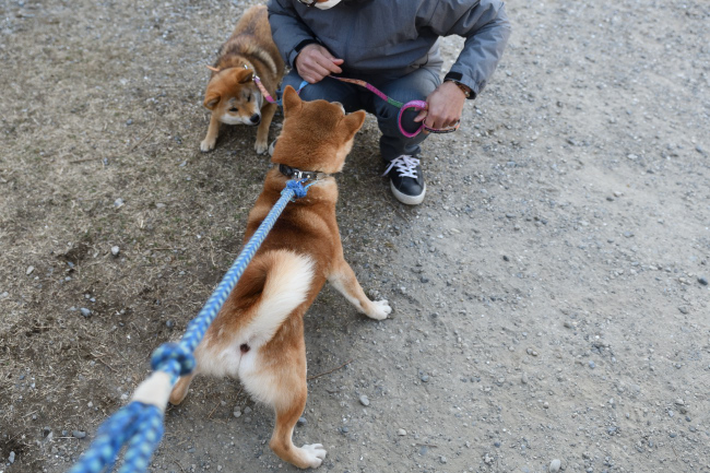 父親の柴犬菊次郎くんとメイちゃんの再会
