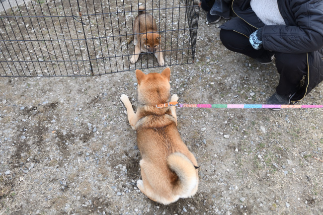 子犬を見て遊ぼうと誘うメイちゃん