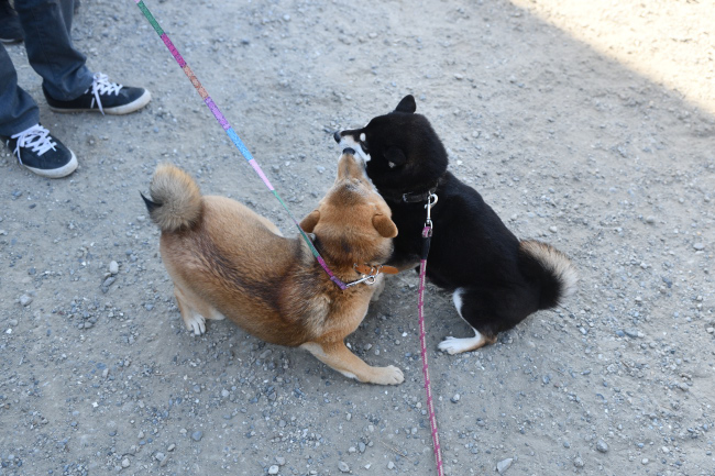 お母さんのチコちゃんとメイちゃんの再会