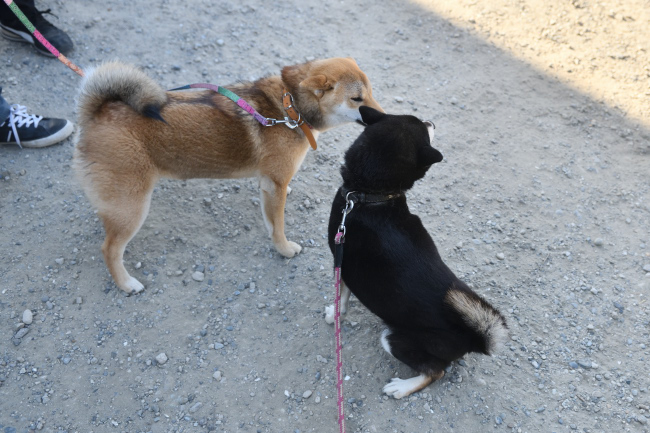 お母さんのチコちゃんとメイちゃんの再会