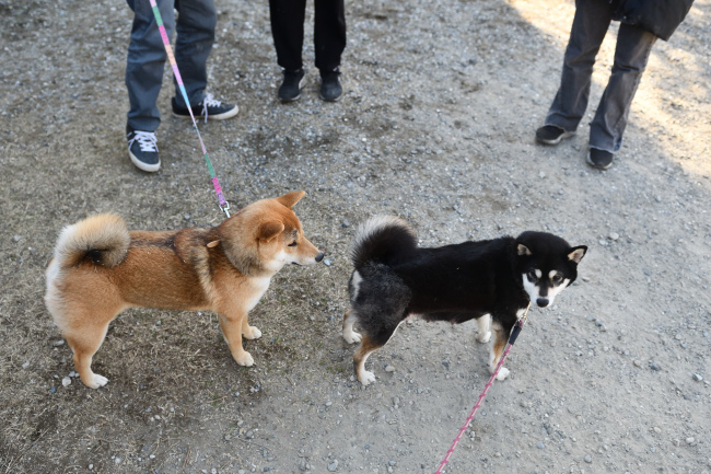 お母さんのチコちゃんとメイちゃんの再会