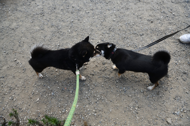 黒柴二郎君とはなちゃんの再会