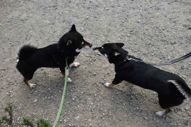 黒柴二郎君とはなちゃんの再会