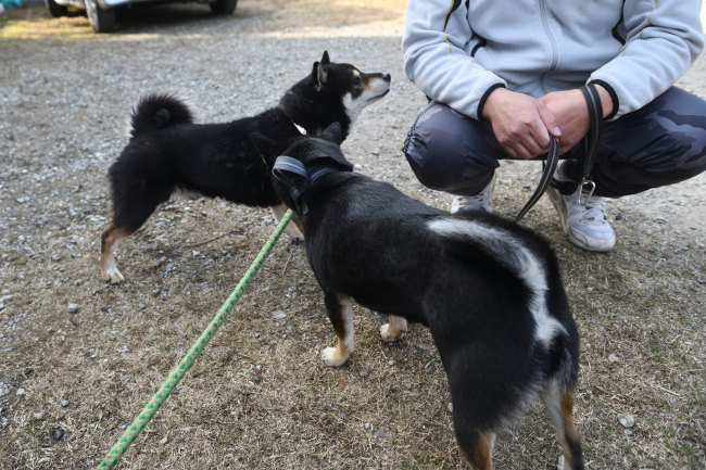 黒柴二郎君とはなちゃんの再会