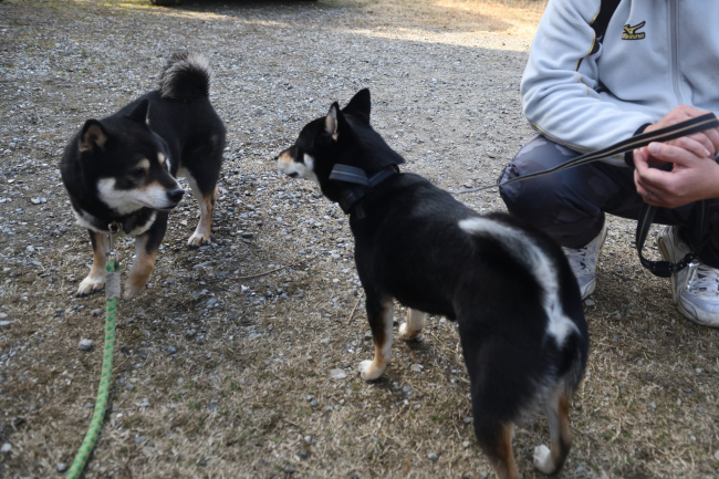 黒柴二郎君とはなちゃんの再会