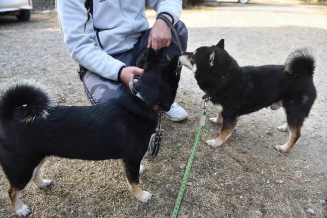 黒柴二郎君とはなちゃんの再会