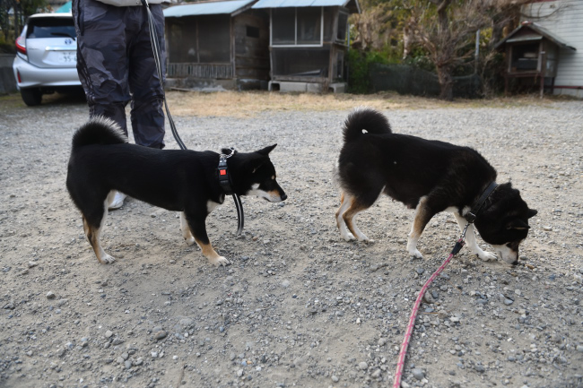 お母さんのチコちゃんとはなちゃんの再会