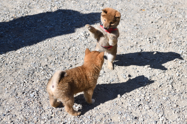 柴犬まる君とぽてちちゃん
