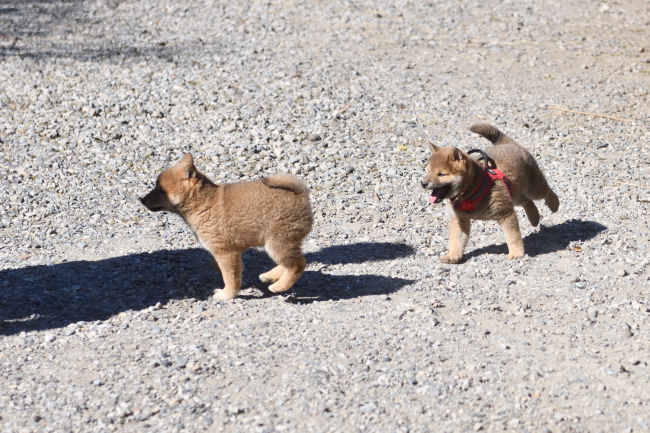追いかけっこをするまる君