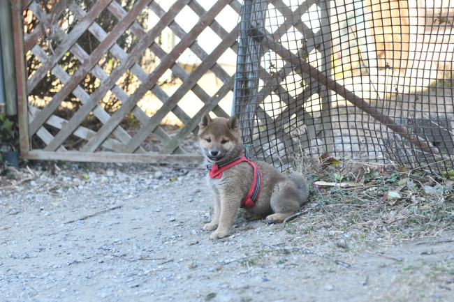 疲れたアピールをするまる君