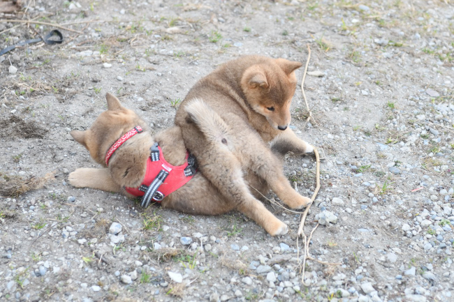 ぽてちちゃんとまるくんの戯れ