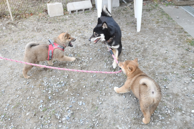 お母さんの黒柴花ちゃんと子供たち