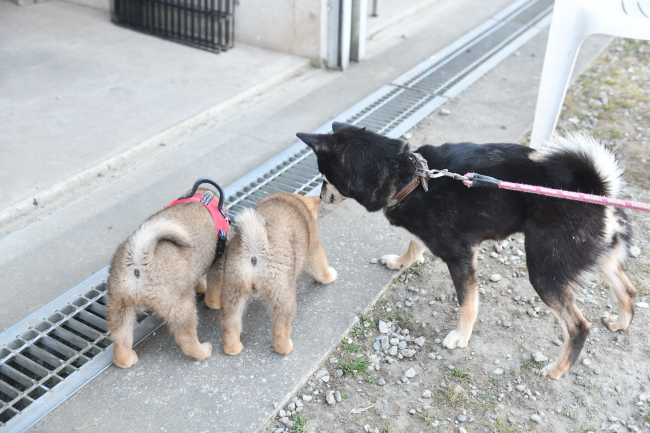 お母さんの黒柴花ちゃんと子供たち