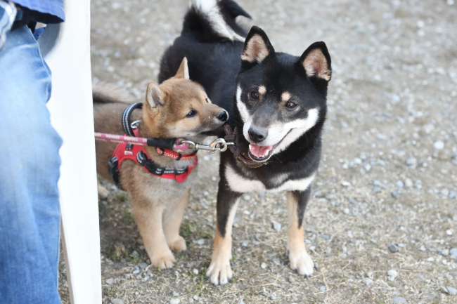 まる君と黒柴花ちゃん