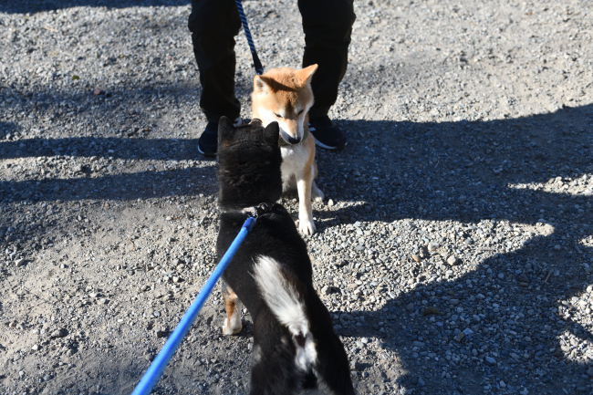 お父さんの二郎くんとレム君の再会