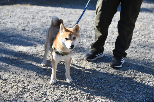4歳の柴犬レム君